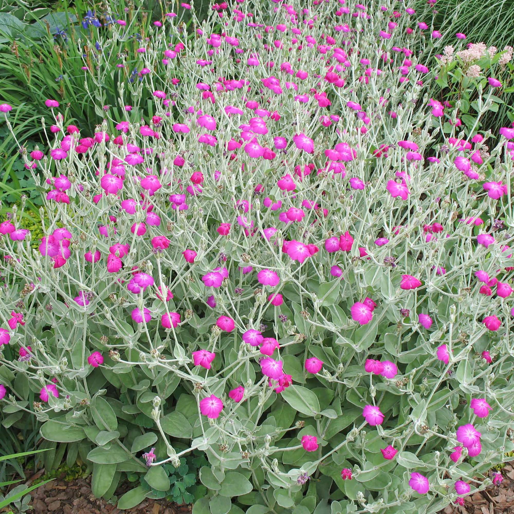 Rose - Campion for planting in home garden
